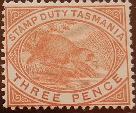timbre tasmanie ornithorynque