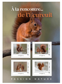écureuil